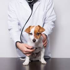 Concurrent Endocrine Disorders in Canine Diabetes: Diagnostic and Therapeutic Implications for Clinical Practice